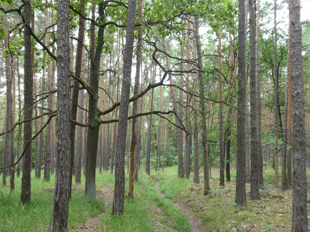 13 Wald am Heiligenstein 2