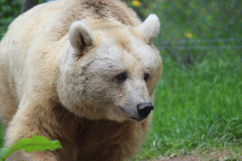 Braunbären aus nächster Nähe – Wandern im Waldviertel